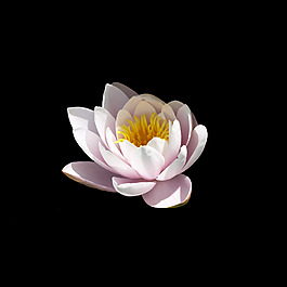 非矢量 寫實(shí)花卉 植物 花朵 免費(fèi)素材