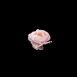 非矢量 寫實(shí)花卉 植物 花朵 免費(fèi)素材