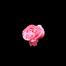 非矢量 寫實(shí)花卉 植物 花朵 免費(fèi)素材