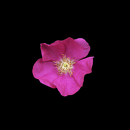 非矢量 寫實(shí)花卉 植物 花朵 免費(fèi)素材