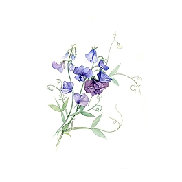 非矢量 PSD 寫意花卉 免費(fèi)素材