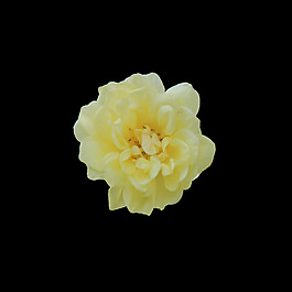 非矢量 寫實(shí)花卉 植物 花朵 免費(fèi)素材