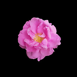 非矢量 寫實花卉 植物 花朵 免費素材