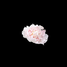 非矢量 寫實花卉 植物 花朵 免費素材