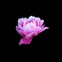 非矢量 寫(xiě)實(shí)花卉 植物 花朵 免費(fèi)素材