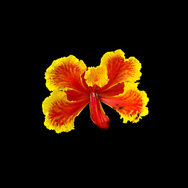 非矢量 寫實(shí)花卉 植物 花朵 免費(fèi)素材