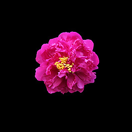 非矢量 寫實(shí)花卉 植物 花朵 免費(fèi)素材