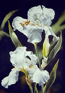 位圖 寫意花卉 植物 花朵 免費素材