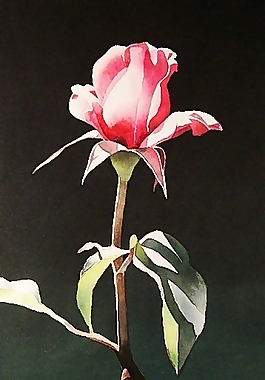 位圖 寫意花卉 植物 花朵 免費(fèi)素材