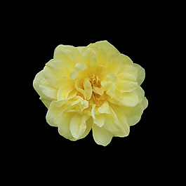 非矢量 寫實(shí)花卉 植物 花朵 免費(fèi)素材