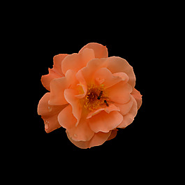 非矢量 寫實(shí)花卉 植物 花朵 免費(fèi)素材