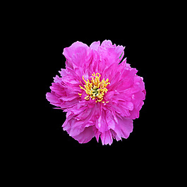 非矢量 寫實花卉 植物 花朵 免費素材