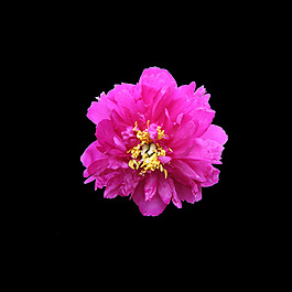 位圖 寫實(shí)花卉 植物 花朵 免費(fèi)素材