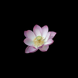 非矢量 写实花卉 植物 花朵 莲花 免费素材