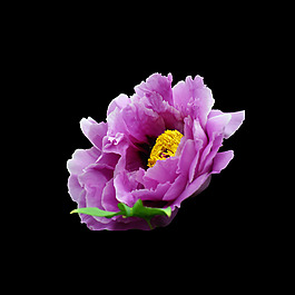 位圖 寫(xiě)實(shí)花卉 植物 花朵 免費(fèi)素材