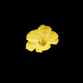 非矢量 寫實(shí)花卉 植物 花朵 免費(fèi)素材