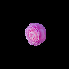 非矢量 寫實(shí)花卉 植物 花朵 免費(fèi)素材