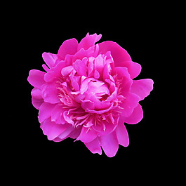 非矢量 寫實(shí)花卉 植物 花朵 免費(fèi)素材