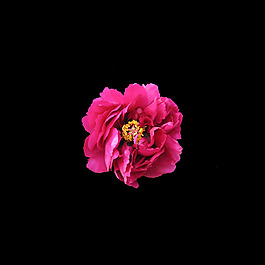 非矢量 寫實(shí)花卉 植物 花朵 免費(fèi)素材