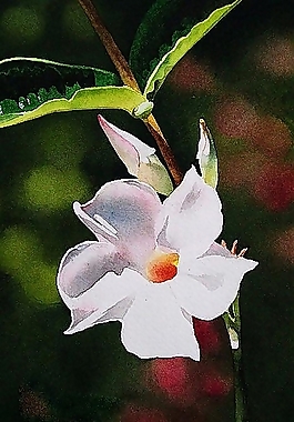 位圖 寫(xiě)意花卉 植物 花朵 免費(fèi)素材