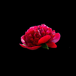 位圖 寫實(shí)花卉 植物 花朵 免費(fèi)素材