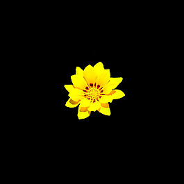 非矢量 寫(xiě)實(shí)花卉 植物 花朵 免費(fèi)素材