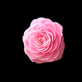 位圖 寫實(shí)花卉 植物 花朵 免費(fèi)素材