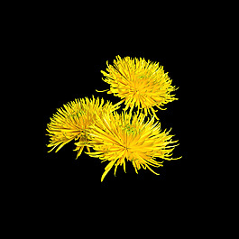 位圖 寫實花卉 植物 花朵 菊花 免費素材