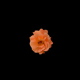 非矢量 寫實(shí)花卉 植物 花朵 免費(fèi)素材