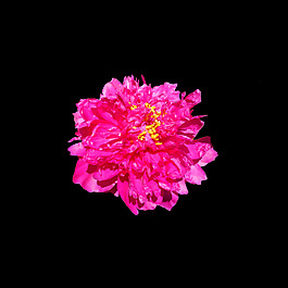 非矢量 寫實(shí)花卉 植物 花朵 免費(fèi)素材
