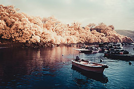 位圖 插畫師 yiu yu hoi 免費素材