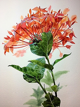 位圖 寫意花卉 植物 花朵 免費素材