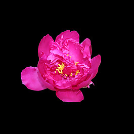 位圖 寫意花卉 植物 花朵 免費素材