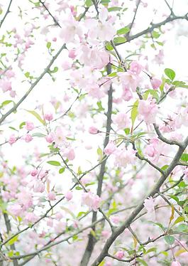 四月芳菲