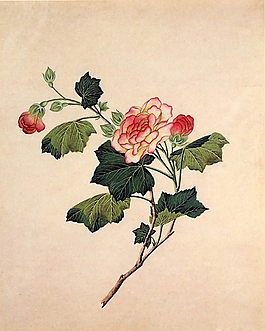 位圖 寫意花卉 植物 花朵 免費素材