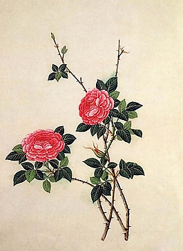 位圖 寫意花卉 植物 花朵 免費素材