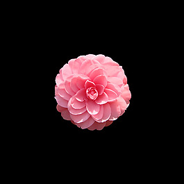 位圖 寫實(shí)花卉 植物 花朵 免費(fèi)素材