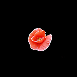 位圖 寫意花卉 植物 花朵 免費素材