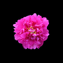 位圖 寫實花卉 植物 花朵 月季花 免費素材