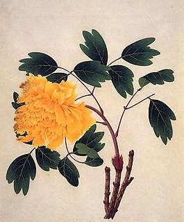 位圖 寫(xiě)意花卉 植物 花朵 免費(fèi)素材