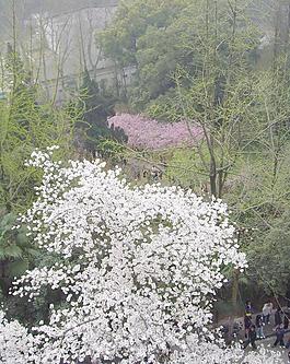 樱花