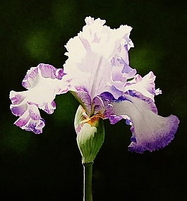 位圖 寫意花卉 植物 花朵 免費素材