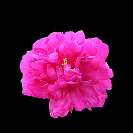 位圖 寫實花卉 植物 花朵 免費素材