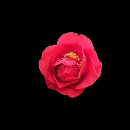 位圖 寫(xiě)實(shí)花卉 植物 花朵 牡丹花 免費(fèi)素材