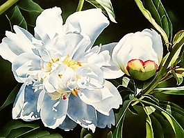 位圖 寫(xiě)意花卉 植物 花朵 免費(fèi)素材