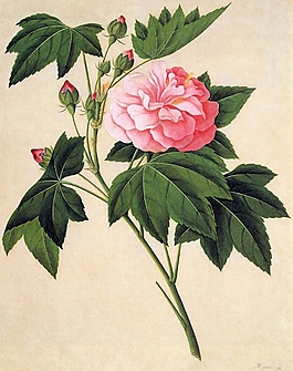 位圖 寫意花卉 植物 花朵 免費(fèi)素材