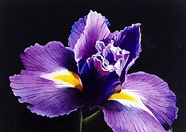 位圖 寫意花卉 植物 花朵 免費素材