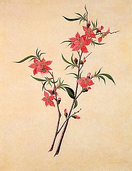 位圖 寫意花卉 植物 花朵 免費素材