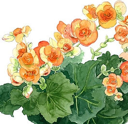 位圖 寫意花卉 植物 花朵 免費素材