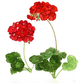 位圖 寫意花卉 植物 花朵 免費(fèi)素材